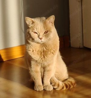 Erfahrener BKH Deckkater Rifki   über 70 erfolgreiche Deckungen (nicht zum Verkauf)