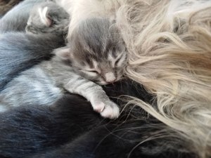 Maine Coon - Norweger - Britisch Kurzhaar Mix Kitten  Bild 1