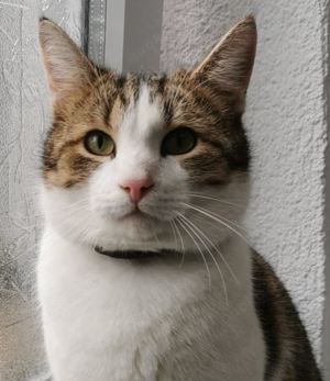 Kater Arthur sucht Zuhause mit Freigang