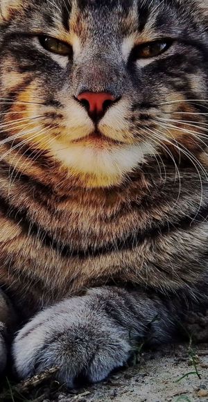 Maine Coon - Norweger - Britisch Kurzhaar Mix Kitten  Bild 5