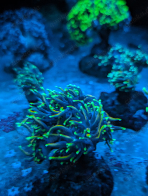 euphylia dragon soul ableger Meerwasser Koralle