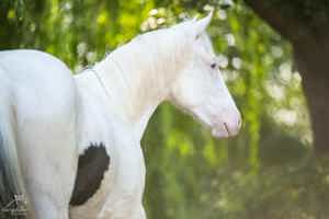 Paint Horse Stute Jährlingsstute für feine Hände