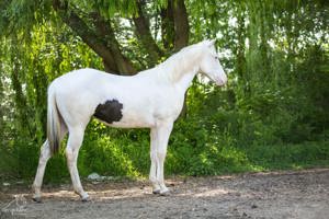 Paint Horse Stute Jährlingsstute für feine Hände