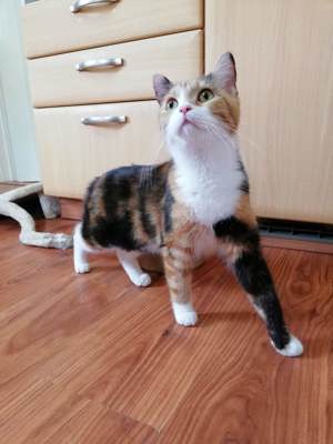 BKH Perser Mix Katze weiblich 10 Monate alt Bild 3