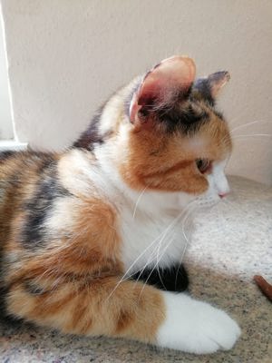 BKH Perser Mix Katze weiblich 10 Monate alt Bild 6