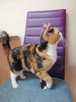 BKH Perser Mix Katze weiblich 10 Monate alt Bild 4