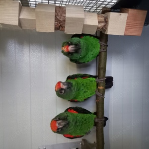 Papagei Grüner  Kongopapagei  4 Jahre  Poicephalus Gulielmi  Bild 3