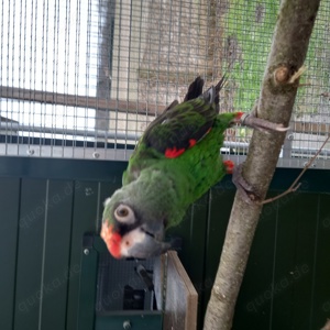 Papagei Grüner  Kongopapagei  4 Jahre  Poicephalus Gulielmi  Bild 2
