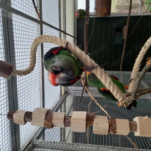 Papagei Grüner  Kongopapagei  4 Jahre  Poicephalus Gulielmi  Bild 5
