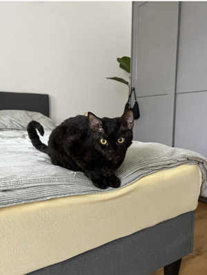Devon Rex Deckkater  Bild 3