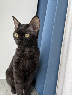 Devon Rex Deckkater  Bild 5
