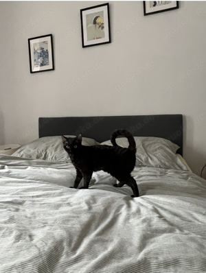 Devon Rex Deckkater  Bild 2