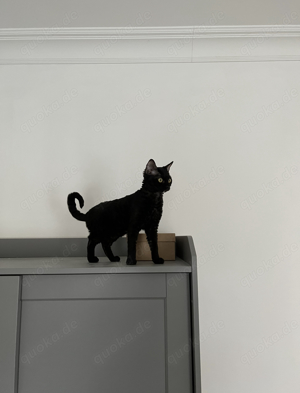 Devon Rex Deckkater  Bild 4