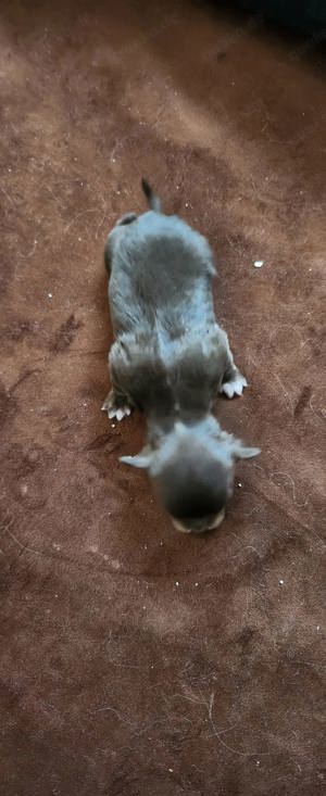 Chihuahua Welpen Bild 2