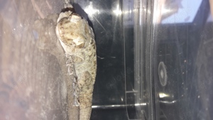 vierpunkt Mauergecko  Bild 2