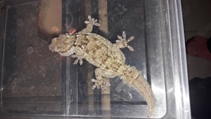 vierpunkt Mauergecko  Bild 3