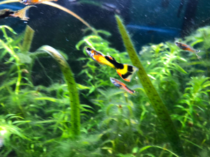 Endler Guppys 