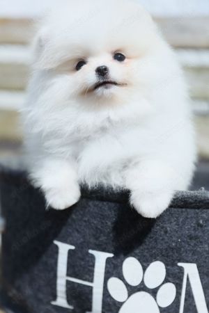 Perfekter Pomeranian Rüde und Mädels BOO Zwergspitz absolut seltenweisse Farbe