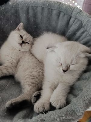 BKH - zwei junge weisse Katzenbabys suchen ein liebevolles Zuhause