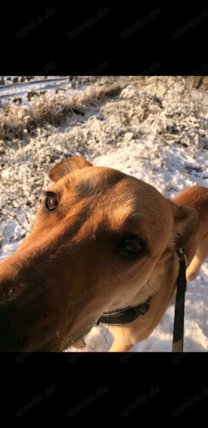 Junghund Sekani  Rüde Tierschutz sucht dringend liebevolles Zuhause Bild 1