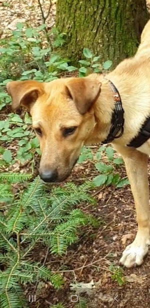 Junghund Sekani  Rüde Tierschutz sucht dringend liebevolles Zuhause Bild 4