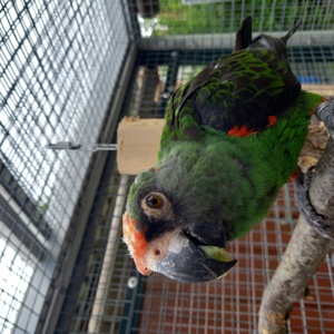 Papagei Grüner  Kongopapagei  4 Jahre  Poicephalus Gulielmi  Bild 7