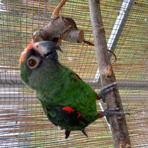 Papagei Grüner  Kongopapagei  4 Jahre  Poicephalus Gulielmi  Bild 9