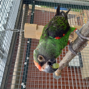 Papagei Grüner  Kongopapagei  4 Jahre  Poicephalus Gulielmi  Bild 6