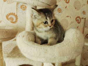 BKH Kitten  ist am 17.07.24 .Abgabebereit 