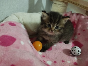 Perser Kitten mit Nase Bild 7