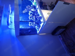 EHEIM Meerwasser Aquarium 357l komplett mit Tiere und viel Zubehör! Bild 3