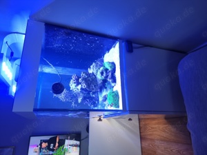 EHEIM Meerwasser Aquarium 357l komplett mit Tiere und viel Zubehör! Bild 2