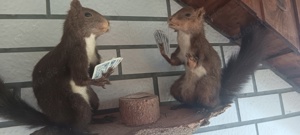 2 Einhörnchen beim Kartenspieln Tierpräparat Bild 4
