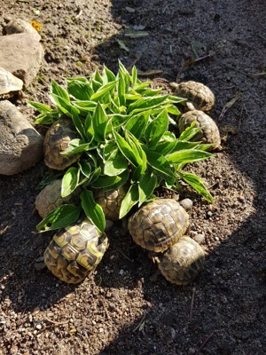 Griechische Landschildkröte 