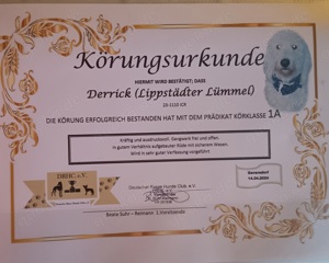 Goldendoodle gekörter Deckrüde  - kein Verkauf - nur Deckakt Bild 9