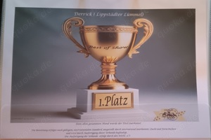 Goldendoodle gekörter Deckrüde  - kein Verkauf - nur Deckakt Bild 10