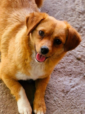 Hundemädchen Yuvi 25 30 cm, 2 Jahre Bild 1