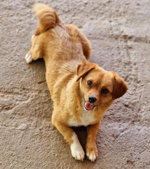 Hundemädchen Yuvi 25 30 cm, 2 Jahre Bild 5
