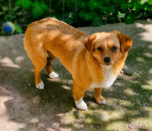 Hundemädchen Yuvi 25 30 cm, 2 Jahre Bild 3