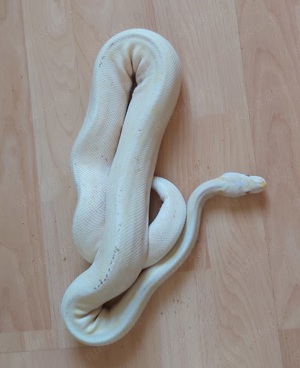 Albino 100% Het Piebald Adult Königspython Python Regius  Bild 2