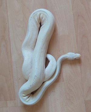 Albino 100% Het Piebald Königspython Python Regius 