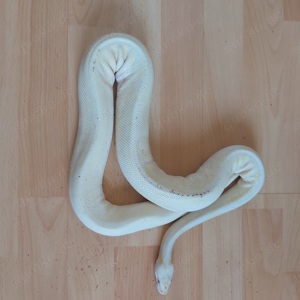 Albino 100% Het Piebald Königspython Python Regius 