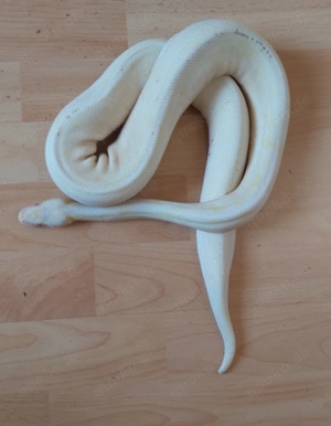 Albino 100% Het Piebald Adult Königspython Python Regius  Bild 5