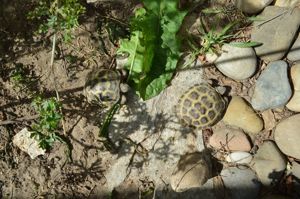  Junge Landschildkröten (Vierzehenschildkröten) 2022-23 Bild 2