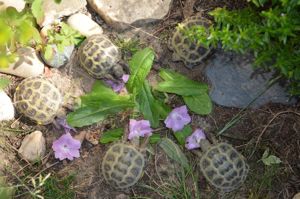  Vierzehen-Schildkröten (Steppenschildkröten) Nz 2023+25 und griechische Landschildkröten Nz 2024 25