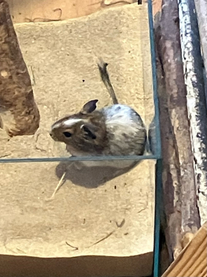 Vier Degu Weibchen mit Gehege