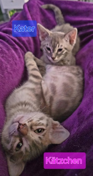 Wunderschöne Bengal Kitten in außergewöhnlichen Farben für Bengal Liebhaber  Bild 6