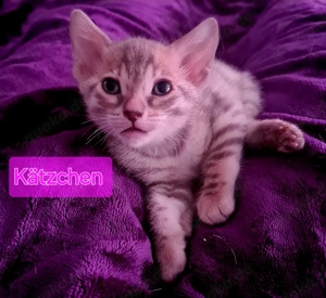 Wunderschöne Bengal Kitten in außergewöhnlichen Farben für Bengal Liebhaber  Bild 7