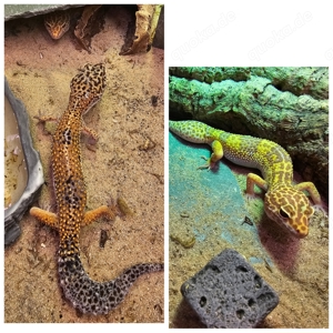 !!DRINGEND!!2 seltene Leopardengeckos + Terrarium + Zubehör  Bild 1