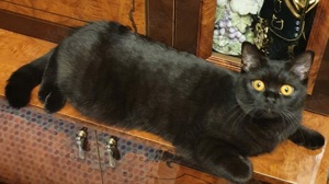  BKH Katze Schocko  Bild 3